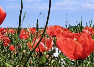 Маковое наваждение