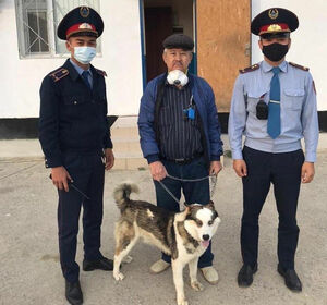 Собачий детектив