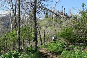 Ёлки - палки!