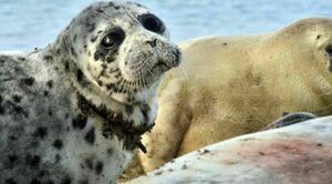 Причину массовой гибели тюленей на Каспии связали с выбросом метана и браконьерством