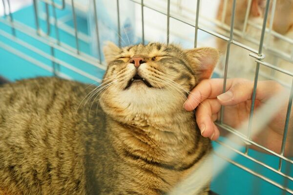 Кошки, которые нас выбирают