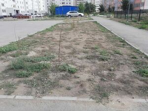 Зелёный порыв