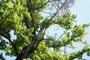 Легенда умирает?