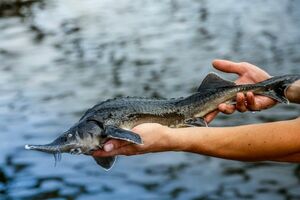 Клёв пошёл!  Кому он нужен?