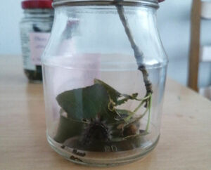 Аппетит на берёзы