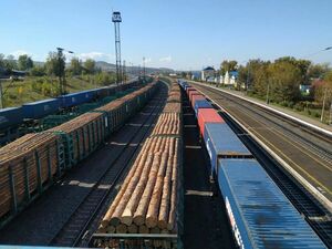 Под предлогом санитарной рубки