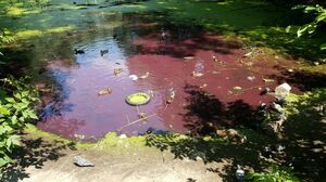 Пятьдесят оттенков красного