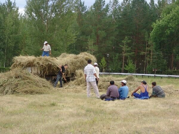 Не в коня корм