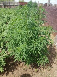 Лечение с большим кайфом