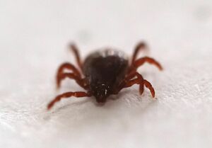 Мал клещ, да кусуч