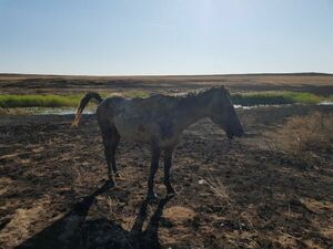 Выжженная земля