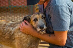 Только о жизни собачьей