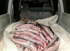 Наловил на срок