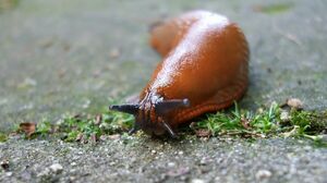 Нашествие слизней-гигантов