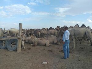 Жара. Крестьянин негодует