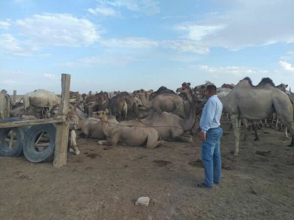 Жара. Крестьянин негодует