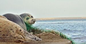 Спасатели тюленей