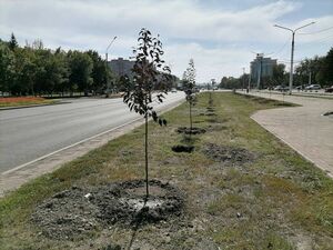 Аллея по заказу