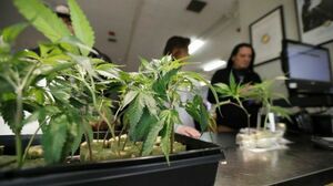 Не тормозя, вскрыл “тормозную” плантацию