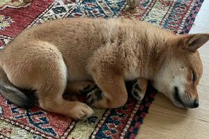 Завёл собаку - токен подскочил