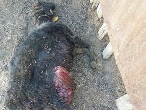 Свора у забора