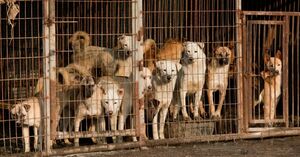 О бедных собаках замолвили слово...