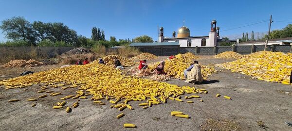 Кому кукурузу?