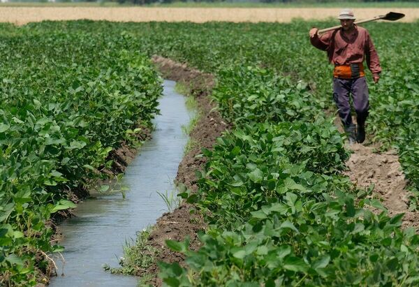 Из риса кашу не сваришь?