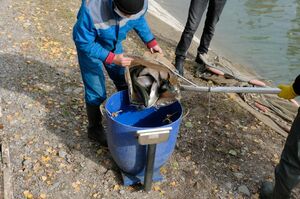 Какая редкость эта ваша заливная рыба...