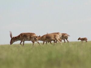 В мире животных