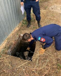 Бедняжка в выгребной яме