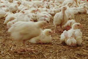 Еще в одной области Казахстана установили карантин из-за птичьего гриппа