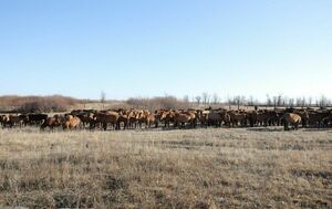 С места - в карьер