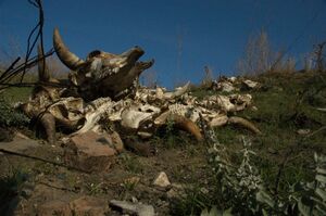 Животный крах