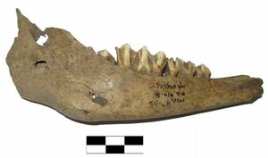 Клонируют корову  с Куликова поля?