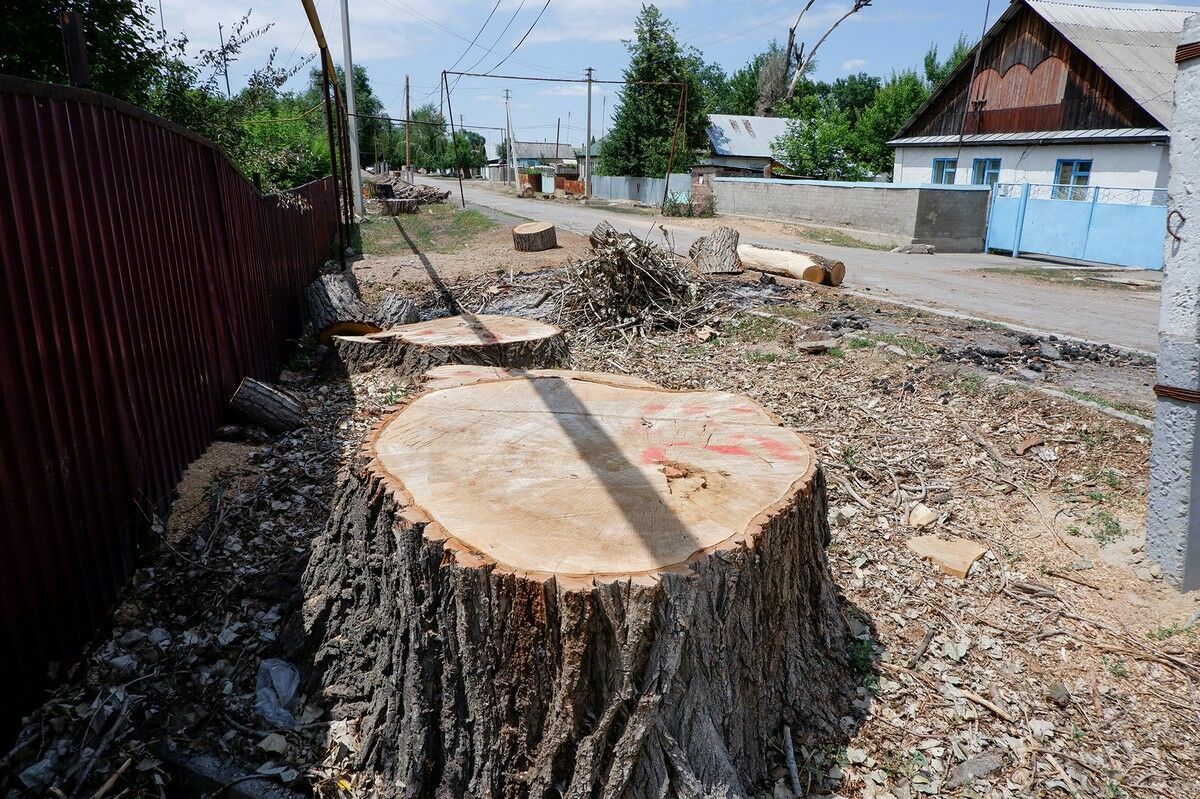 Табу на пилу