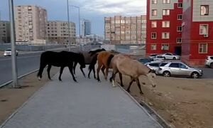 Скотское поведение