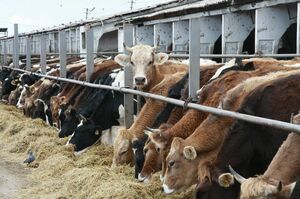 Деньги есть, коров не надо