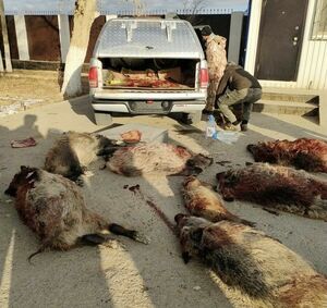 Совсем озверели