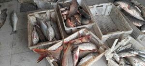 Ловить  не переловить