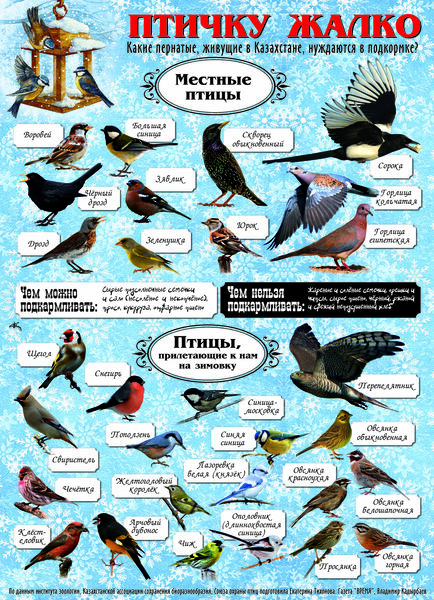 Птичку жалко