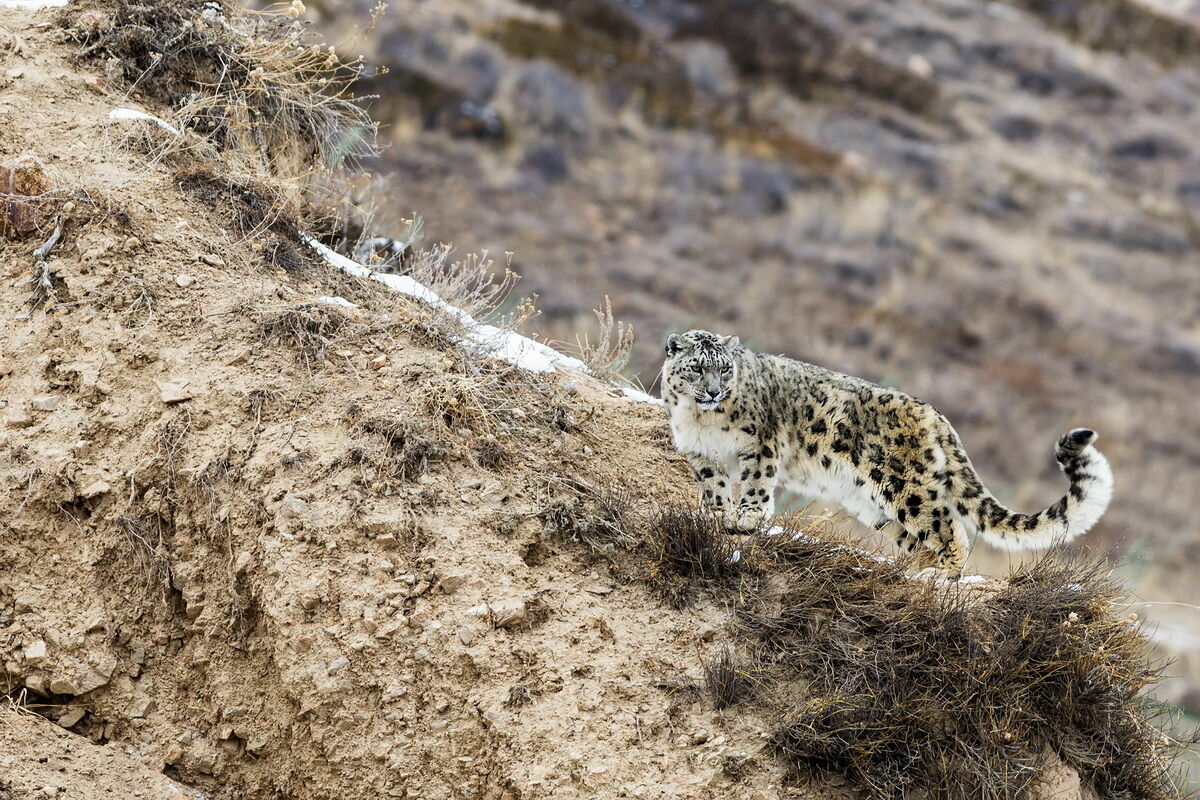 “Барыс” за барсов
