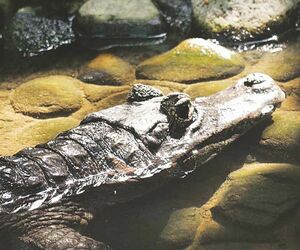 У Зины именины