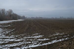 Будет снег, будет и пища