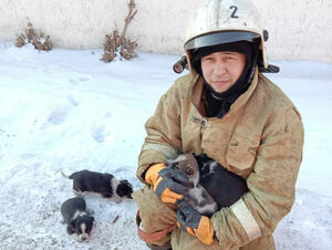 Собачья радость