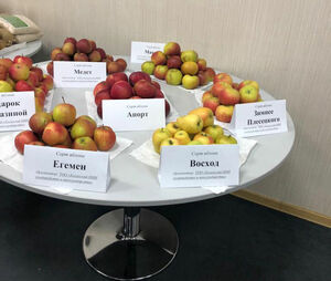 Яблоки на снегу