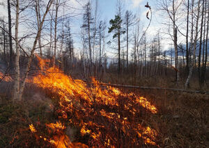 Пожарная пора