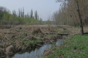 Движение не в том русле