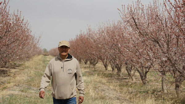 Абрикосовый рай