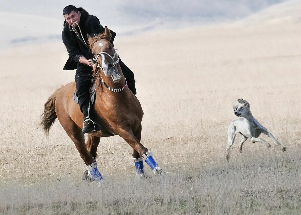 Его собачье дело